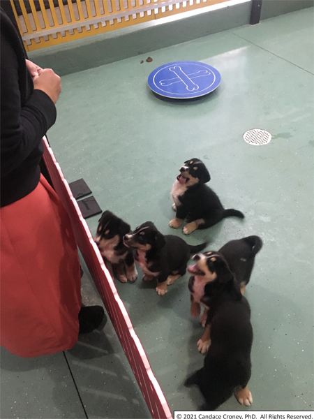 Caretaker looks over fence to indoor play area with 6 puppies at her feet watching her and hoping for a treat. 